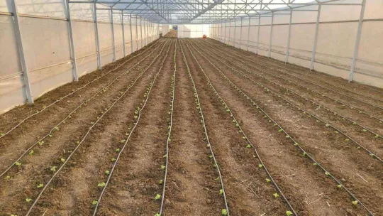 Tekirdağ seracılığında hedef İstanbul pazarı