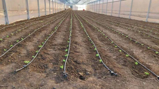 Tekirdağ seracılığında hedef İstanbul pazarı