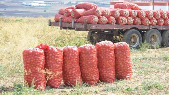 Tekirdağ soğanı coğrafi işaret aldı: 3 bin ton ürün bekleniyor