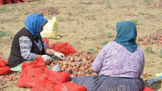 Tekirdağ soğanı coğrafi işaret aldı: 3 bin ton ürün bekleniyor