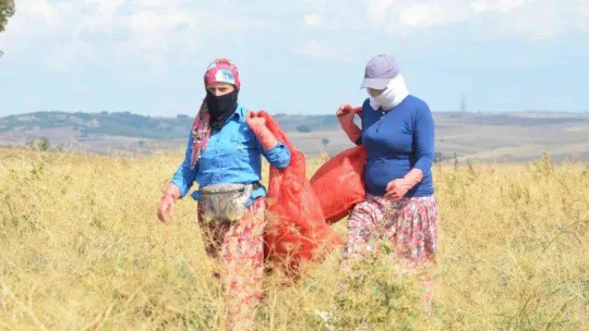 Tekirdağ soğanı coğrafi işaret aldı: 3 bin ton ürün bekleniyor