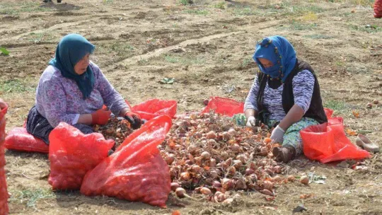 Tekirdağ soğanı coğrafi işaret aldı: 3 bin ton ürün bekleniyor