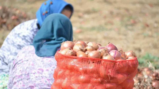Tekirdağ soğanı coğrafi işaret aldı: 3 bin ton ürün bekleniyor