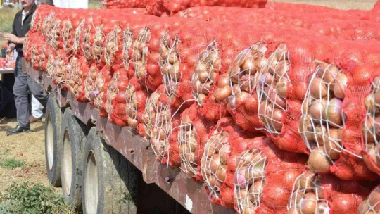 Tekirdağ soğanı coğrafi işaret aldı: 3 bin ton ürün bekleniyor