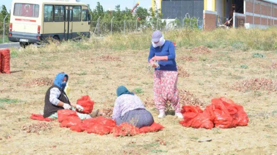 Tekirdağ soğanı coğrafi işaret aldı: 3 bin ton ürün bekleniyor