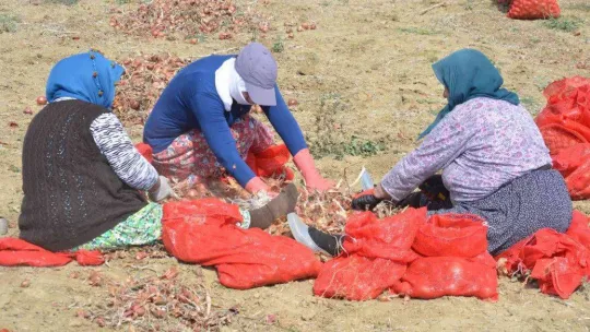 Tekirdağ soğanı coğrafi işaret aldı: 3 bin ton ürün bekleniyor