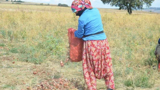 Tekirdağ soğanı coğrafi işaret aldı: 3 bin ton ürün bekleniyor