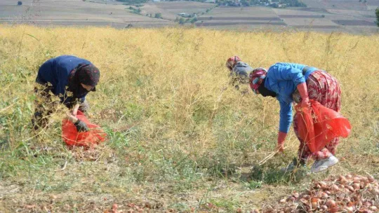 Tekirdağ soğanı coğrafi işaret aldı: 3 bin ton ürün bekleniyor