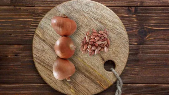 Tekirdağ Soğanı tescillendi