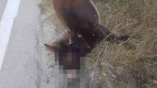 Tekirdağ yürek burkan görüntü: Arabanın çarptığı eşek ölüme terk edildi