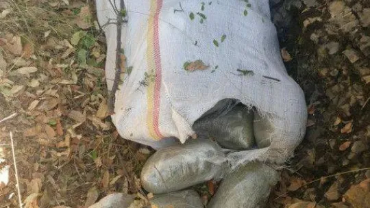 Terör örgütü PKK'nın finans kaynaklarına darbe: 1 milyon 493 bin kök kenevir ele geçirildi