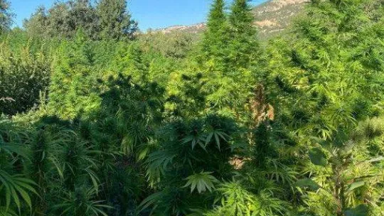 Terör örgütü PKK'nın finans kaynaklarına darbe: 1 milyon 493 bin kök kenevir ele geçirildi