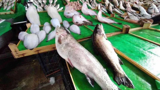 Tezgahlarda somon kıtlığı