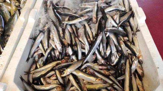 Tezgahlarda somon kıtlığı