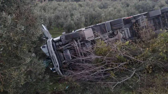 Tır zeytinliğe devrildi, sürücü yaralandı