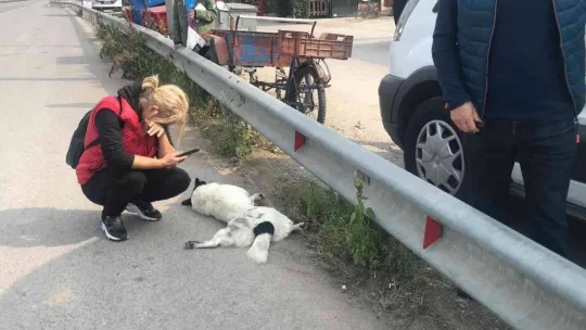 Tırın ezdiği köpek telef oldu, mahalle sakinleri gözyaşlarını tutamadı