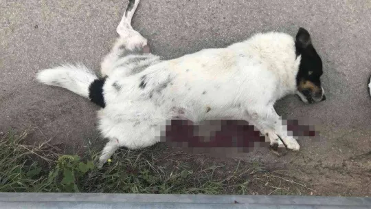 Tırın ezdiği köpek telef oldu, mahalle sakinleri gözyaşlarını tutamadı