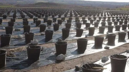 Topraksız tarım uygulamaları artıyor