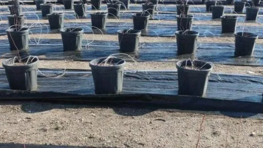 Topraksız tarım uygulamaları artıyor