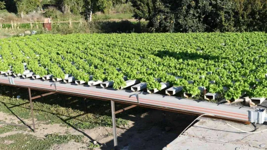 Topraksız tarımla marul yetiştirdi