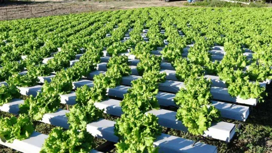 Topraksız tarımla marul yetiştirdi