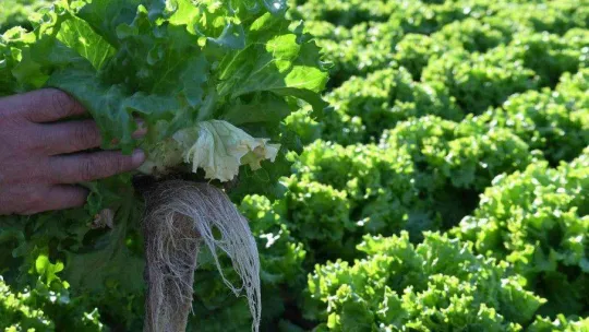 Topraksız tarımla marul yetiştirdi