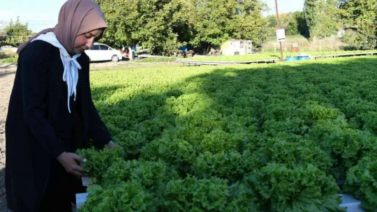 Topraksız tarımla marul yetiştirdi