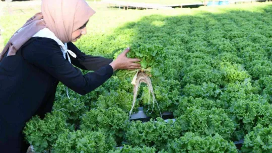 Topraksız tarımla marul yetiştirdi