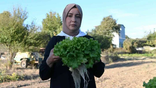 Topraksız tarımla marul yetiştirdi