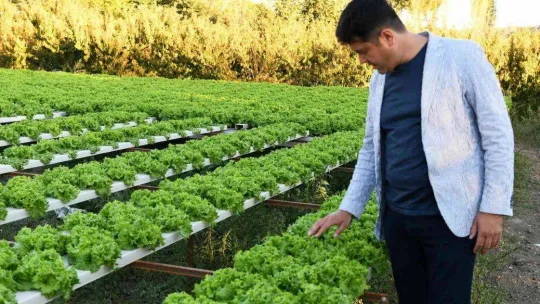 Topraksız tarımla marul yetiştirdi