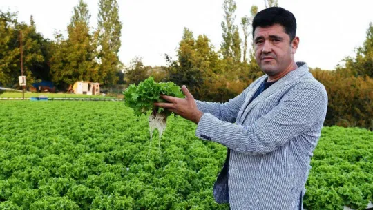 Topraksız tarımla marul yetiştirdi