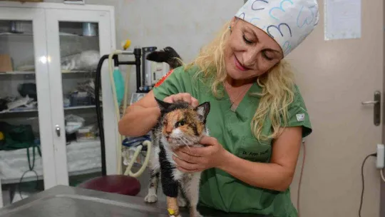Trafik kazasında ağır yaralanan kedi, ameliyatla hayata döndürüldü