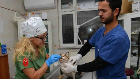 Trafik kazasında ağır yaralanan kedi, ameliyatla hayata döndürüldü