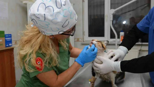Trafik kazasında ağır yaralanan kedi, ameliyatla hayata döndürüldü