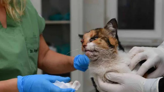 Trafik kazasında ağır yaralanan kedi, ameliyatla hayata döndürüldü