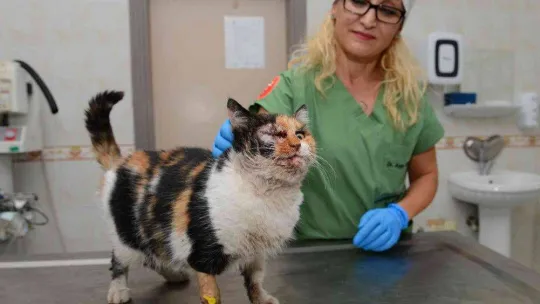 Trafik kazasında ağır yaralanan kedi, ameliyatla hayata döndürüldü