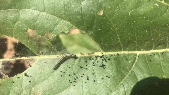 Trakya'da 'çayır tırtılı' alarmı
