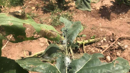 Trakya'da 'çayır tırtılı' alarmı