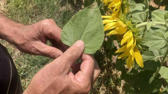 Trakya'da 'çayır tırtılı' alarmı