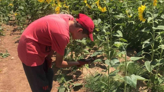 Trakya'da 'çayır tırtılı' alarmı