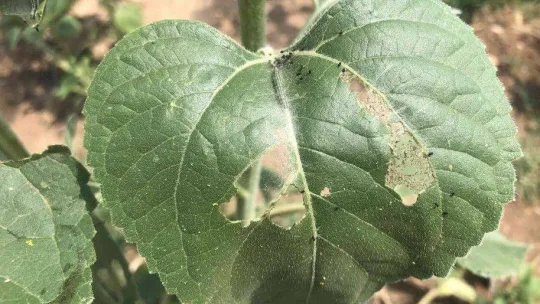 Trakya'da 'çayır tırtılı' alarmı