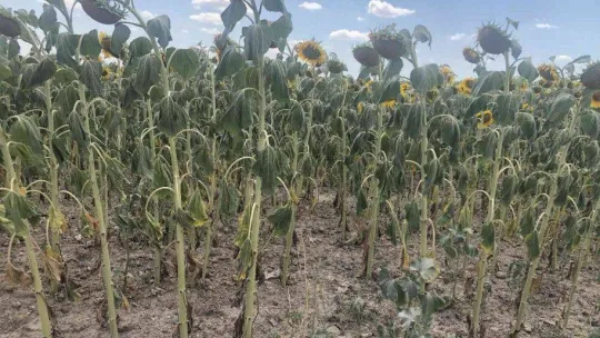 Trakya'da 'çayır tırtılı' alarmı