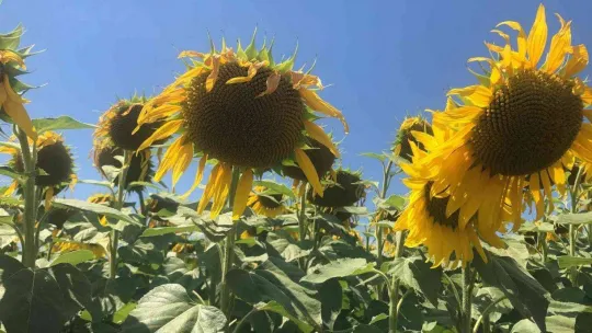 Trakya'da 'çayır tırtılı' alarmı