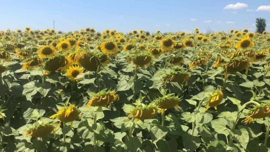 Trakya'da 'çayır tırtılı' alarmı