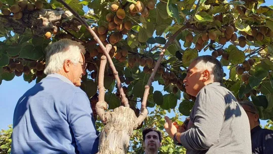 Türk kivi çeşitlerine İtalya'dan talip çıktı