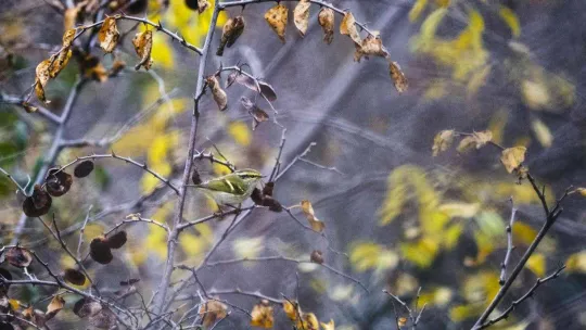 Türkiye'de 8, Bursa'da ilk kez görüldü