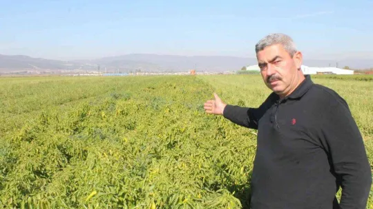 Türkiye'de ilk kez Bursa'da denendi, işçi maliyetleri yüzde 90 düştü