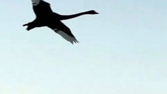 Türkiye'de üçüncü kez görüldü