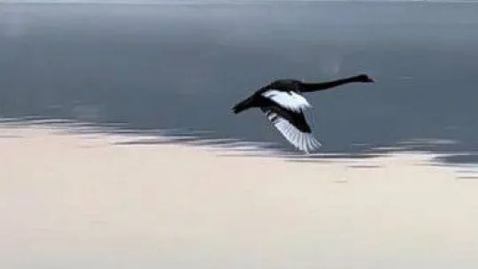 Türkiye'de üçüncü kez görüldü