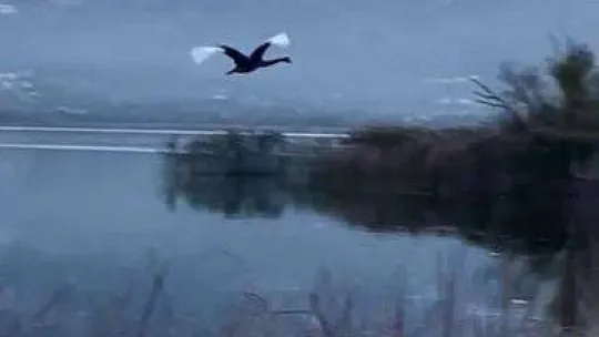 Türkiye'de üçüncü kez görüldü